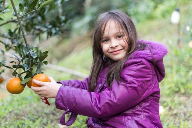 Cute girl picking oranges at orange farm, model released, , 16003034.jpg, Chinese, Taiwan, agriculture, autumn, beautiful, caucasian, child, crop, cute, eating, fall, farm, food, fresh, fruit, garden, girl, green, happy, harvest, healthy, kid, mandarin, mixed race, multi-racial, nature, orange, orchard, organic, person, picking, plant, purple, season, smile, taiwanese, tangerine, tree, winter,