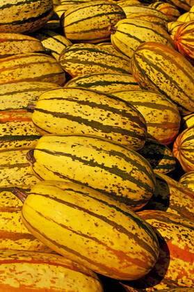 squash , 34568858.jpg, squash, spaghetti-squash, yellow, striped, gourd, pumpkin, vegetable, ingredient, fine, cooking, healthy, autumnal, seasonal, product, offer, sale