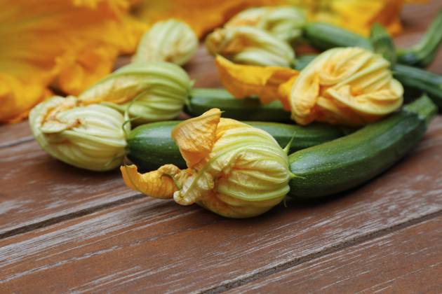 Süddeutsche Kitchen, Freshness Zucchini flowers with Zucchini Cucurbita Pepo Var giromontiina at wooden panel, vegetarian, Healthy Kitchen, Cook, Vegetables, Germany, Europe Copyright: imageBROKER KatharinaxHild ibxkah07209626.jpg
