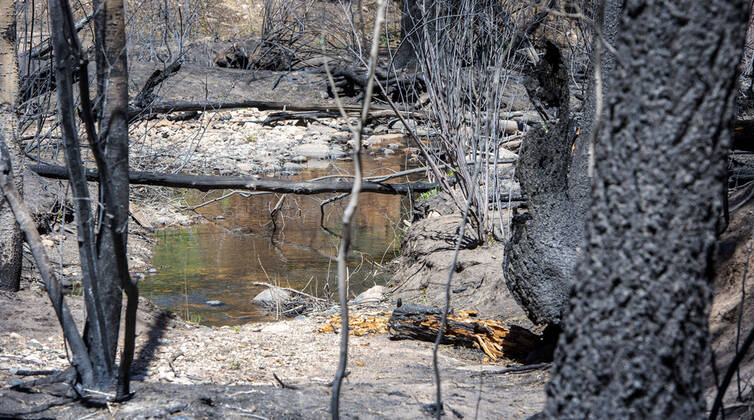 May 31, 2022, USA: Beaver Creek, a tributary to the Gallinas River, flows through forests burned by the Calf Canyon Hermits Peak Fire. Photo shot Tuesday May 29, 2022. The stream is part of Las Vegas water supply. USA - ZUMAab1_ 20220531_zaf_ab1_004 Copyright: xEddiexMoorex