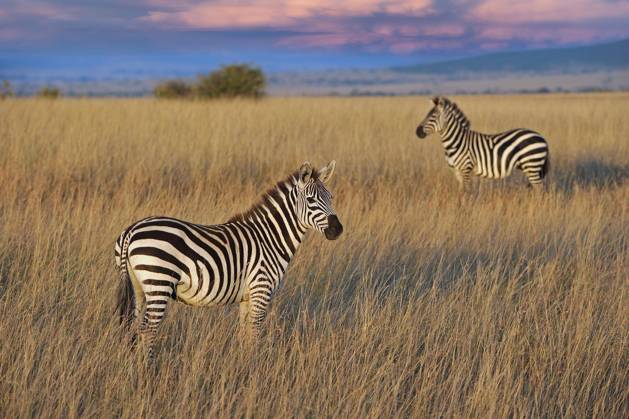 Plains zebra Equus quagga boehmi , at evening light, Masai mara, national park, Kenya, East Africa, Africa Copyright: imageBROKER IngoxSchulz ibxisb08311920.jpg