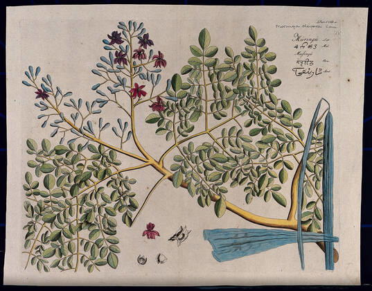 Horse-radish tree (Moringa oleifera Lam.): branch with flowers and separate flower, pods and seeds. Coloured line engraving. Copyright: xpiemagsx