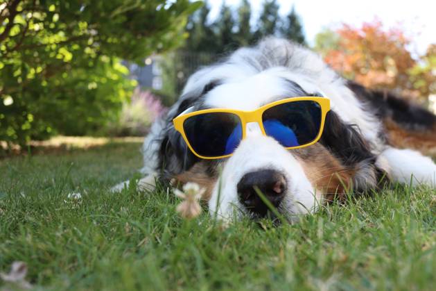 The heat wave is here, a dog Australian Shepherd , lying with sunglasses in the morning in the shady garden heat wave in Siegerland, Germany on 19 07 2022 in Siegen Germany