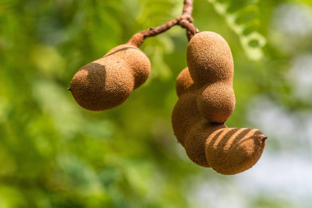 tamarind, Indian Date, Sauerdattel Tamarindus indica , Close-up from Tamarind Fruit on Tree , Thailand Tamarind Tamarindus indica , Close up of Tamarind Fruits ON a tree, Thailand BLWS670874 Copyright: xblickwinkel McPHOTO O.xProtzex