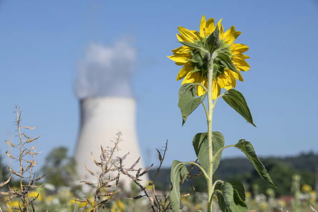 Atomkraftwerk Isar 2 in Essenbach bei Landshut, Grünen-Symbol Sonnenblume, Juli 2022 Deutschland, Essenbach, 19. Juli 2022, Atomkraftwerk Isar 2 in Essenbach bei Landshut wird Ende des Jahres abgeschaltet, Diskussion um Laufzeitverlängerung, Sonnenblume auf einem nahegelegenen Feld als Symbol der Grünen, Symbolfoto, Abschaltung, Abschalten, Stilllegung, Atomausstieg, Ausstieg oder Verlängerung der Laufzeiten wegen Energiemangel, Betreiber des Kraftwerks ist die PreussenElektra GmbH, Ukrainekrieg, AKW, Atomkraft, Kernkraft, Kernkraftwerk, das AKW Isar 2 ist eines der drei letzten aktiven Kernkraftwerke in Deutschland, Kernenergie, Energiekrise, Stromerzeuger, Stromproduktion, Wirtschaft, Energiewirtschaft, Bayern, Niederbayern, Juli 2022