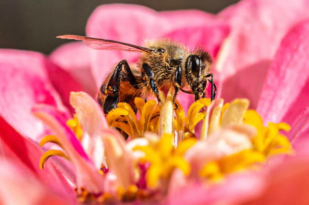 Eine Biene sucht nach Nektar in einer Zinnienbluete am 07.08.2022 in Erfurt. search: Symbolfoto Symbolbild Symbolphoto symbolisch Deutschland Landwirtschaft Pflanzen Pflanze Natur natürlich oekologisch Oekologie Pflanzen Tiere Tier Tierportraet Tierportrait Tierreich Tierwelt Nutztiere Insekten Insekt Zinnien Dahlien Dahlienbluete Blueten Bluete Bienen Biene Honiogbiene Honigbienen Bienenvolk Bienenvoelker Honigbienenvolk Honigbienenvoelker Nektar Pollen Nahrungssuche Honig sammeln Bienenvolk Bienenvoelker biologisch biologische vielfalt biosphaere biosphaeren biosphaerenreservat biosphaerenreservate Rettung Hautfluegler Bienenstock Arbeitsbiene arbeitsbienen Bestaeubung Bienenbestand Bienenbestaende Umweltveraenderungen natuerlicher