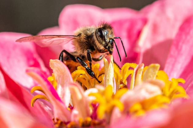 Eine Biene sucht nach Nektar in einer Zinnienbluete am 07.08.2022 in Erfurt. search: Symbolfoto Symbolbild Symbolphoto symbolisch Deutschland Landwirtschaft Pflanzen Pflanze Natur natürlich oekologisch Oekologie Pflanzen Tiere Tier Tierportraet Tierportrait Tierreich Tierwelt Nutztiere Insekten Insekt Zinnien Dahlien Dahlienbluete Blueten Bluete Bienen Biene Honiogbiene Honigbienen Bienenvolk Bienenvoelker Honigbienenvolk Honigbienenvoelker Nektar Pollen Nahrungssuche Honig sammeln Bienenvolk Bienenvoelker biologisch biologische vielfalt biosphaere biosphaeren biosphaerenreservat biosphaerenreservate Rettung Hautfluegler Bienenstock Arbeitsbiene arbeitsbienen Bestaeubung Bienenbestand Bienenbestaende Umweltveraenderungen natuerlicher