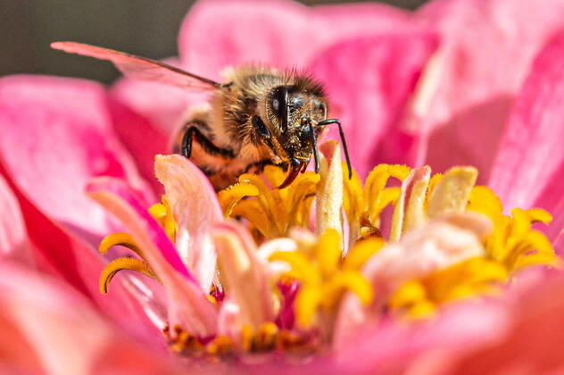 Eine Biene sucht nach Nektar in einer Zinnienbluete am 07.08.2022 in Erfurt. search: Symbolfoto Symbolbild Symbolphoto symbolisch Deutschland Landwirtschaft Pflanzen Pflanze Natur natürlich oekologisch Oekologie Pflanzen Tiere Tier Tierportraet Tierportrait Tierreich Tierwelt Nutztiere Insekten Insekt Zinnien Dahlien Dahlienbluete Blueten Bluete Bienen Biene Honiogbiene Honigbienen Bienenvolk Bienenvoelker Honigbienenvolk Honigbienenvoelker Nektar Pollen Nahrungssuche Honig sammeln Bienenvolk Bienenvoelker biologisch biologische vielfalt biosphaere biosphaeren biosphaerenreservat biosphaerenreservate Rettung Hautfluegler Bienenstock Arbeitsbiene arbeitsbienen Bestaeubung Bienenbestand Bienenbestaende Umweltveraenderungen natuerlicher