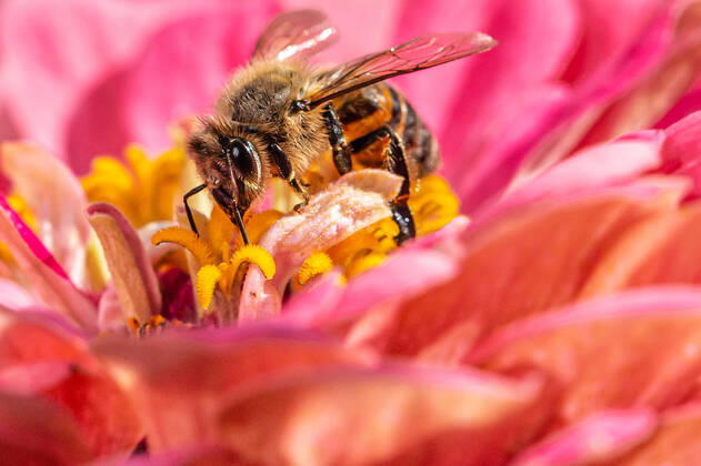 Eine Biene sucht nach Nektar in einer Zinnienbluete am 07.08.2022 in Erfurt. search: Symbolfoto Symbolbild Symbolphoto symbolisch Deutschland Landwirtschaft Pflanzen Pflanze Natur natürlich oekologisch Oekologie Pflanzen Tiere Tier Tierportraet Tierportrait Tierreich Tierwelt Nutztiere Insekten Insekt Zinnien Dahlien Dahlienbluete Blueten Bluete Bienen Biene Honiogbiene Honigbienen Bienenvolk Bienenvoelker Honigbienenvolk Honigbienenvoelker Nektar Pollen Nahrungssuche Honig sammeln Bienenvolk Bienenvoelker biologisch biologische vielfalt biosphaere biosphaeren biosphaerenreservat biosphaerenreservate Rettung Hautfluegler Bienenstock Arbeitsbiene arbeitsbienen Bestaeubung Bienenbestand Bienenbestaende Umweltveraenderungen natuerlicher