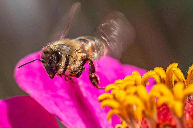 Eine Biene sucht nach Nektar in einer Zinnienbluete am 07.08.2022 in Erfurt. search: Symbolfoto Symbolbild Symbolphoto symbolisch Deutschland Landwirtschaft Pflanzen Pflanze Natur natürlich oekologisch Oekologie Pflanzen Tiere Tier Tierportraet Tierportrait Tierreich Tierwelt Nutztiere Insekten Insekt Zinnien Dahlien Dahlienbluete Blueten Bluete Bienen Biene Honiogbiene Honigbienen Bienenvolk Bienenvoelker Honigbienenvolk Honigbienenvoelker Nektar Pollen Nahrungssuche Honig sammeln Bienenvolk Bienenvoelker biologisch biologische vielfalt biosphaere biosphaeren biosphaerenreservat biosphaerenreservate Rettung Hautfluegler Bienenstock Arbeitsbiene arbeitsbienen Bestaeubung Bienenbestand Bienenbestaende Umweltveraenderungen natuerlicher
