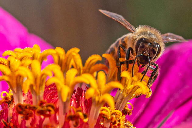 Eine Biene sucht nach Nektar in einer Zinnienbluete am 07.08.2022 in Erfurt. search: Symbolfoto Symbolbild Symbolphoto symbolisch Deutschland Landwirtschaft Pflanzen Pflanze Natur natürlich oekologisch Oekologie Pflanzen Tiere Tier Tierportraet Tierportrait Tierreich Tierwelt Nutztiere Insekten Insekt Zinnien Dahlien Dahlienbluete Blueten Bluete Bienen Biene Honiogbiene Honigbienen Bienenvolk Bienenvoelker Honigbienenvolk Honigbienenvoelker Nektar Pollen Nahrungssuche Honig sammeln Bienenvolk Bienenvoelker biologisch biologische vielfalt biosphaere biosphaeren biosphaerenreservat biosphaerenreservate Rettung Hautfluegler Bienenstock Arbeitsbiene arbeitsbienen Bestaeubung Bienenbestand Bienenbestaende Umweltveraenderungen natuerlicher