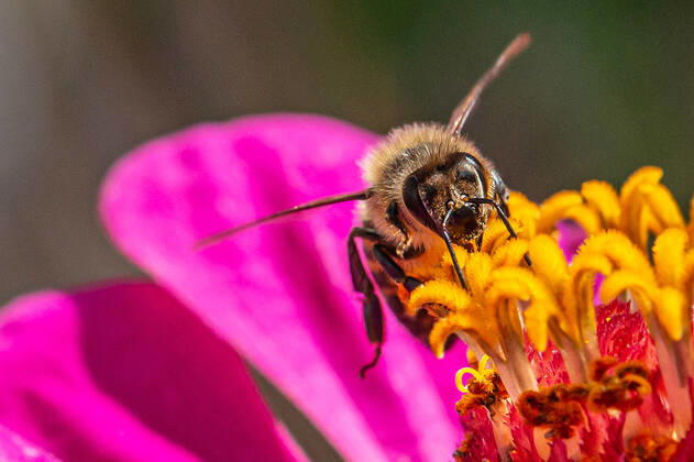Eine Biene sucht nach Nektar in einer Zinnienbluete am 07.08.2022 in Erfurt. search: Symbolfoto Symbolbild Symbolphoto symbolisch Deutschland Landwirtschaft Pflanzen Pflanze Natur natürlich oekologisch Oekologie Pflanzen Tiere Tier Tierportraet Tierportrait Tierreich Tierwelt Nutztiere Insekten Insekt Zinnien Dahlien Dahlienbluete Blueten Bluete Bienen Biene Honiogbiene Honigbienen Bienenvolk Bienenvoelker Honigbienenvolk Honigbienenvoelker Nektar Pollen Nahrungssuche Honig sammeln Bienenvolk Bienenvoelker biologisch biologische vielfalt biosphaere biosphaeren biosphaerenreservat biosphaerenreservate Rettung Hautfluegler Bienenstock Arbeitsbiene arbeitsbienen Bestaeubung Bienenbestand Bienenbestaende Umweltveraenderungen natuerlicher