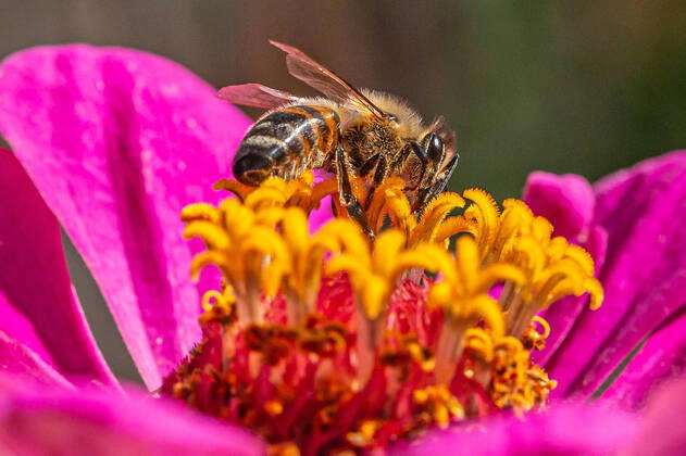 Eine Biene sucht nach Nektar in einer Zinnienbluete am 07.08.2022 in Erfurt. search: Symbolfoto Symbolbild Symbolphoto symbolisch Deutschland Landwirtschaft Pflanzen Pflanze Natur natürlich oekologisch Oekologie Pflanzen Tiere Tier Tierportraet Tierportrait Tierreich Tierwelt Nutztiere Insekten Insekt Zinnien Dahlien Dahlienbluete Blueten Bluete Bienen Biene Honiogbiene Honigbienen Bienenvolk Bienenvoelker Honigbienenvolk Honigbienenvoelker Nektar Pollen Nahrungssuche Honig sammeln Bienenvolk Bienenvoelker biologisch biologische vielfalt biosphaere biosphaeren biosphaerenreservat biosphaerenreservate Rettung Hautfluegler Bienenstock Arbeitsbiene arbeitsbienen Bestaeubung Bienenbestand Bienenbestaende Umweltveraenderungen natuerlicher