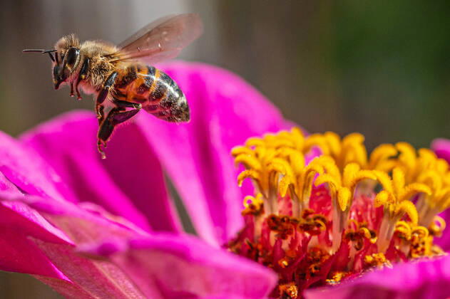 Eine Biene sucht nach Nektar in einer Zinnienbluete am 07.08.2022 in Erfurt. search: Symbolfoto Symbolbild Symbolphoto symbolisch Deutschland Landwirtschaft Pflanzen Pflanze Natur natürlich oekologisch Oekologie Pflanzen Tiere Tier Tierportraet Tierportrait Tierreich Tierwelt Nutztiere Insekten Insekt Zinnien Dahlien Dahlienbluete Blueten Bluete Bienen Biene Honiogbiene Honigbienen Bienenvolk Bienenvoelker Honigbienenvolk Honigbienenvoelker Nektar Pollen Nahrungssuche Honig sammeln Bienenvolk Bienenvoelker biologisch biologische vielfalt biosphaere biosphaeren biosphaerenreservat biosphaerenreservate Rettung Hautfluegler Bienenstock Arbeitsbiene arbeitsbienen Bestaeubung Bienenbestand Bienenbestaende Umweltveraenderungen natuerlicher