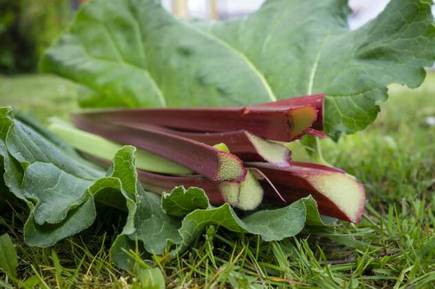  Freshly harvested stalks and leaves of rhubarb, Freshly harvested stalks and leaves of rhubarb lying on a lawn outdoors in close up low angle, 24.07.2020 17:22:04, Copyright: xNetPixx Panthermedia28678026.jpg