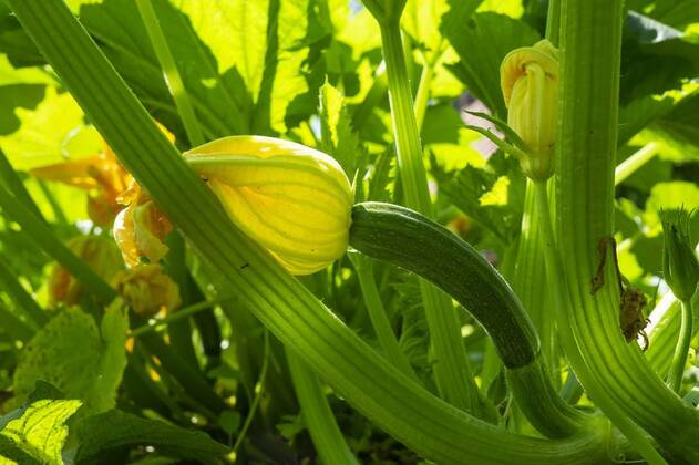 IMAGO Creative, Food, Zucchiniblüten Edible zucchini or courgette flower on the plant, Edible zucchini or courgette flower on the plant in a close up ground level view outdoors in the garden, 26.07.2020 08:13:31, Copyright: xNetPixx Panthermedia28681505.jpg