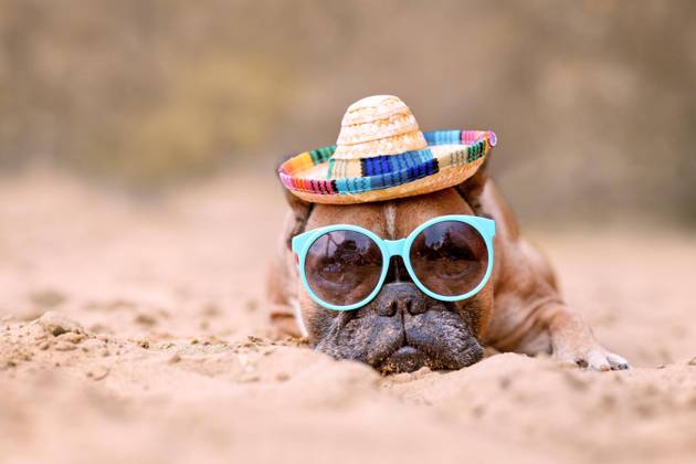 French Bulldog with Sunglasses and Straw hat on sandy beach Copyright: imageBROKER/Firn ibxmob08432514.jpg