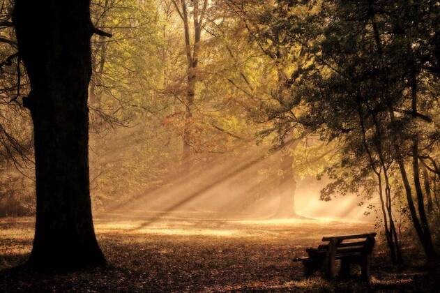 IMAGO Creative: Ende des Sommers  golden rain, , 20.09.2020, Copyright: xquadbindix Panthermedia28862968.jpg