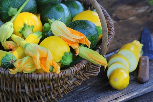 IMAGO Creative, Food, Zucchiniblüten Harvesting zucchini. Fresh squash lying in basket. Fresh squash picked from the garden. Organic food concept ., Harvesting zucchini. Fresh squash lying in basket. Fresh squash picked from the garden. Organic food concept ., Harvesting zucchini. Fresh squash lying in basket. Fresh squash picked from the garden. Organic food concept ., 21.01.2021, Copyright: xVaivirgax Panthermedia29279529.jpg