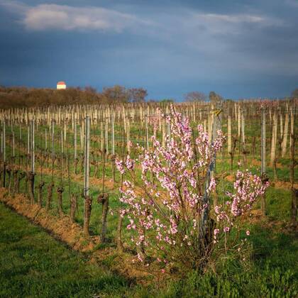 IMAGO Creative: Ende des Sommers  Apricot tree blooming in the vineyards of Burgenland, Apricot tree blooming in the vineyards of Burgenland, 10.04.2021, Copyright: xxeipex Panthermedia29785984.jpg