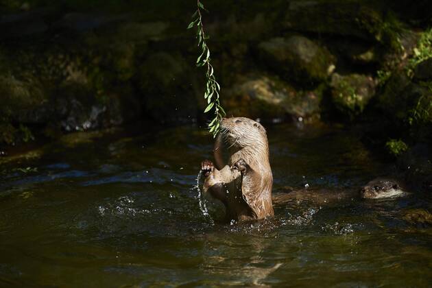 Otters Lutra Lutra , playing at Water, Bavaria, Germany, Europe Copyright: imageBROKER Davidx&xMichaxSheldon ibxshe08487493.jpg