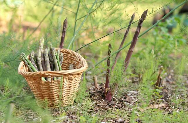  Organic Purple and Green Asparagus in Garden, Organic Purple and Green Asparagus in Organic Garden, 11.06.2021, Copyright: xMarti157900x Panthermedia30265657.jpg