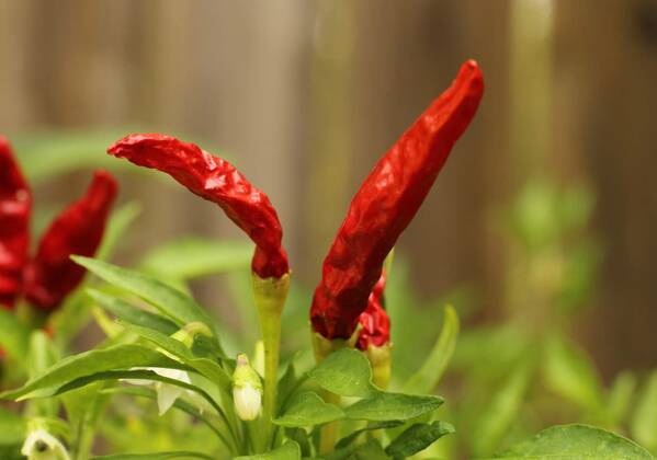  Asian Hot Pepper from Korea Shallow DOF Close up, Asian Hot Pepper from Korea Shallow DOF, Asian Hot Pepper from Korea Shallow DOF, 03.10.2021, Copyright: xMarti157900x Panthermedia30765963.jpg