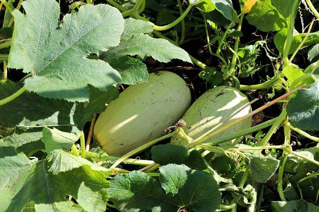  Two sweet pumpkins growing in the summer, Two sweet pumpkins growing in the summer., Two sweet pumpkins growing in the summer., 05.11.2021, Copyright: xakchamczukx Panthermedia30873258.jpg