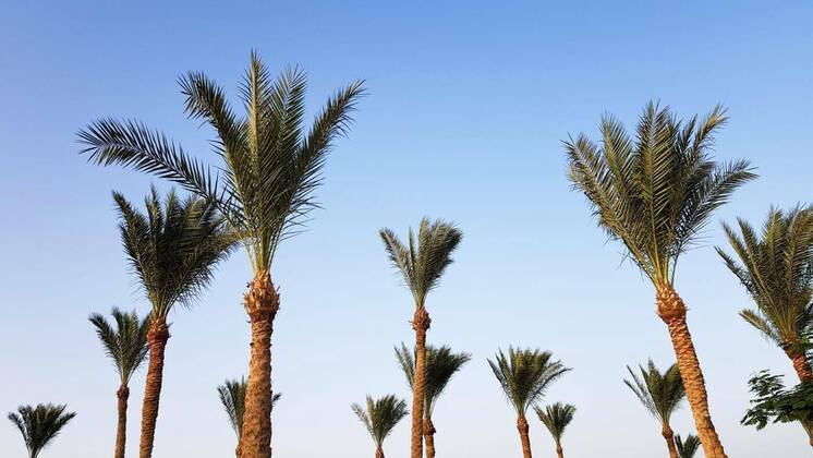 IMAGO Creative: Ende des Sommers  Silhouettes of palm trees against the sky during sunset. Coconut trees, tropical tree of Egypt, summer tree. a family of monocotyledonous, woody plants with unbranched trunks., Silhouettes of palm trees against the sky during sunset. Coconut trees, tropical tree of Egypt, summer tree. a family of monocotyledonous, woody plants with unbranched trunks, Silhouettes of palm trees against the sky during sunset. Coconut trees, tropical tree of Egypt, summer tree. a family of monocotyledonous, woody plants with unbranched trunks, 08.11.2021, Copyright: xRoshchynx Panthermedia30882549.jpg