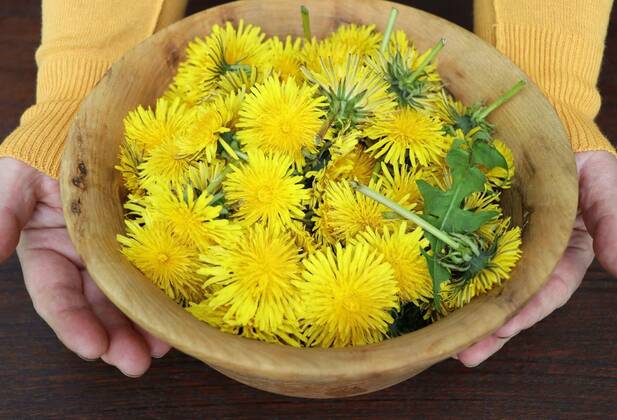 Fresh whole dandelion plant with roots, flower and leaves in a wooden bowl, make ready for tea. Herbalism concept, alternative medicine, Fresh whole dandelion plant with roots, flower and leaves in a wooden bowl, make ready for tea. Herbalism concept, alternative medicine ., Fresh whole dandelion plant with roots, flower and leaves in a wooden bowl, make ready for tea. Herbalism concept, alternative medicine ., 27.12.2021, Copyright: xVaivirgax Panthermedia31003348.jpg