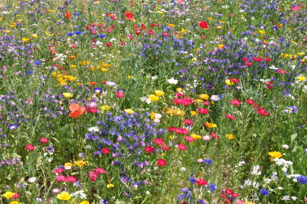 flower carpet,honey plant,summer flowers,flower carpets,honey plants jwv-fyx