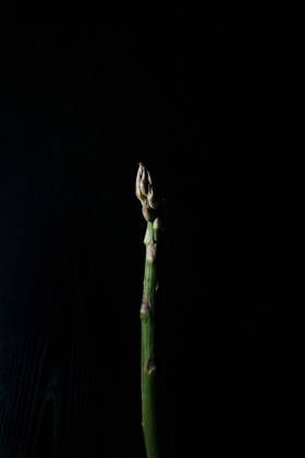 A close up macro photo of an asparagus stalk on a dark background A close up macro photo of an asparagus stalk on a dark background Copyright: xAnaxPrgomeljax APR300718-13
