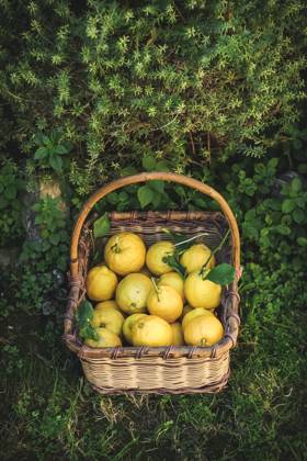 Freshly picked lemons in a basket A lemon basket Copyright: xDanaexKarachalioux DK200221-21