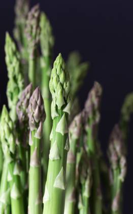 Purple and green asparagus spears against a dark background. Purple and green asparagus spears against a dark background. Copyright: xVickixValex VV070222-5