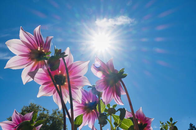 Dahlias under the sun
