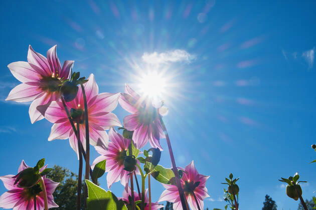Dahlias under the sun