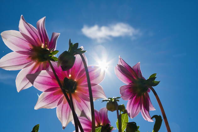 Dahlias under the sun
