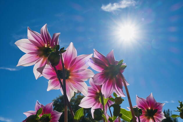 Dahlias under the sun