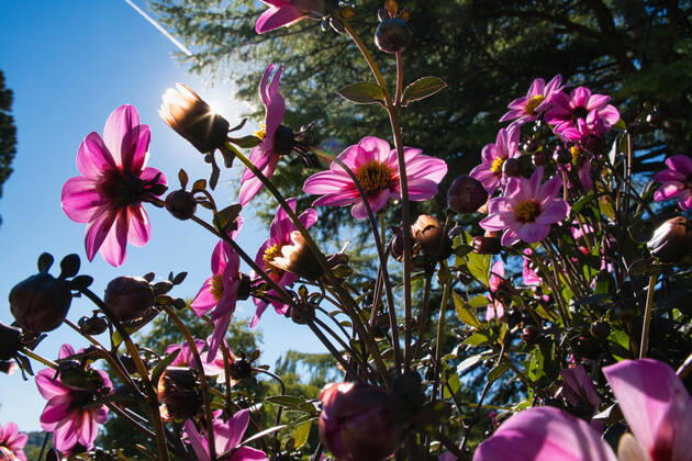 Dahlias under the sun
