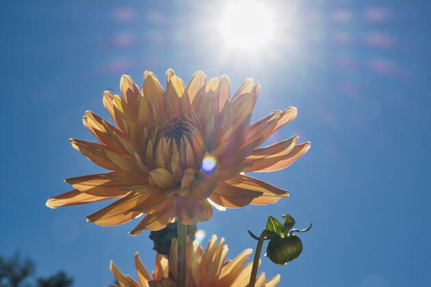 Dahlias under the sun
