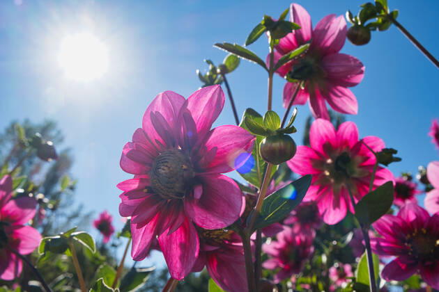 Dahlias under the sun