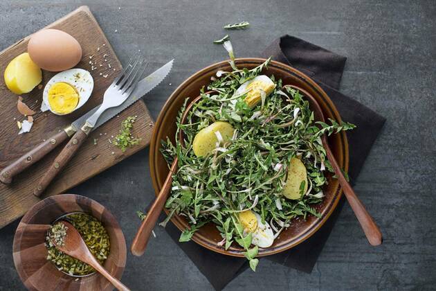  Dandelion salad, Healthy dandelion salad with potato and egg on grey background close up, Healthy dandelion salad with potato and egg on grey background close up, 04.04.2022, Copyright: xzidix Panthermedia31285556.jpg