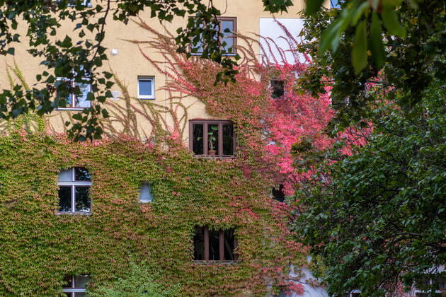 Autumn leaves on a house facade in Gudvanger Straße in Berlin Prenzlauer Berg Autumn leaves on a house facade in Gudvanger Straße in Berlin Prenzlauer Berg Autumn in Berlin s_p20220930-10637