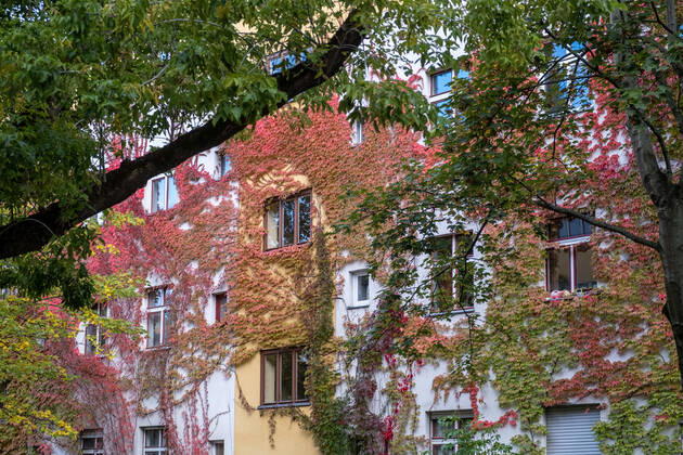 Autumn leaves on a house facade in Gudvanger Straße in Berlin Prenzlauer Berg Autumn leaves on a house facade in Gudvanger Straße in Berlin Prenzlauer Berg Autumn in Berlin s_p20220930-10651
