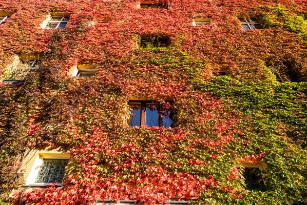 Autumn leaves on a house facade in Gudvanger Straße in Berlin Prenzlauer Berg Autumn leaves on a house facade in Gudvanger Straße in Berlin Prenzlauer Berg Autumn in Berlin s_p20220930-10651