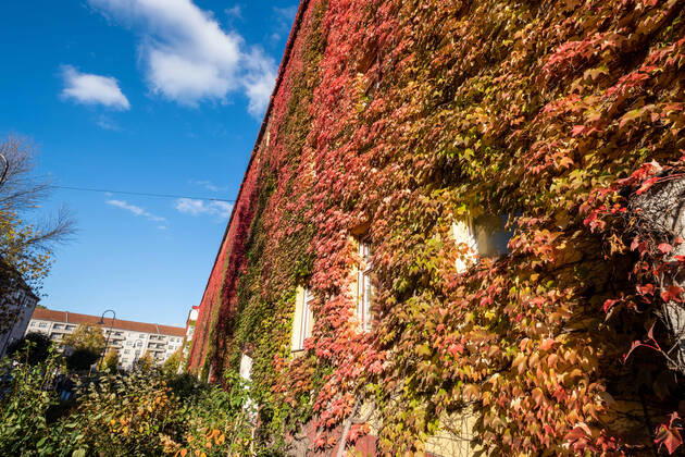 Autumn leaves on a house facade in Gudvanger Straße in Berlin Prenzlauer Berg Autumn leaves on a house facade in Gudvanger Straße in Berlin Prenzlauer Berg Autumn in Berlin s_p20220930-10651