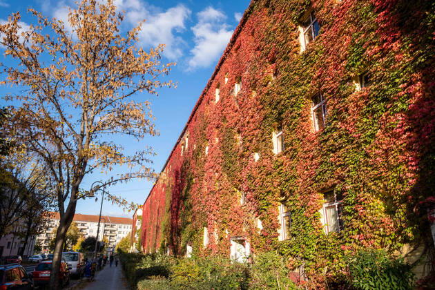 Autumn leaves on a house facade in Gudvanger Straße in Berlin Prenzlauer Berg Autumn leaves on a house facade in Gudvanger Straße in Berlin Prenzlauer Berg Autumn in Berlin s_p20220930-10651