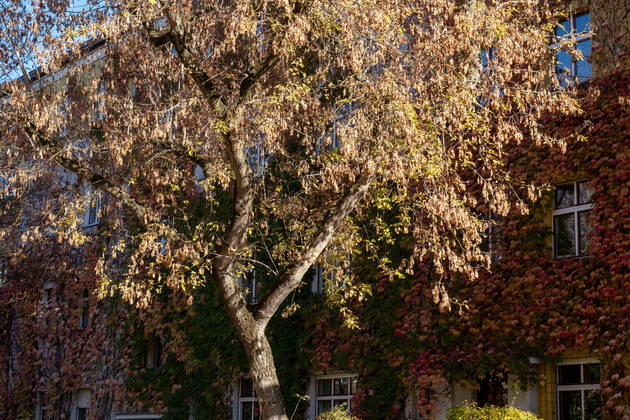 Autumn leaves on a house facade in Gudvanger Straße in Berlin Prenzlauer Berg Autumn leaves on a house facade in Gudvanger Straße in Berlin Prenzlauer Berg Autumn in Berlin s_p20220930-10651