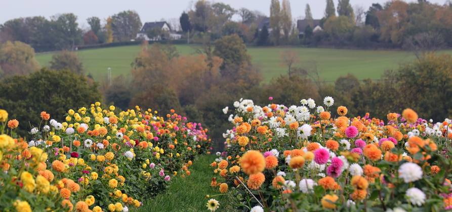 31 10 2022, Germany, NRW, floriculture, plants, cut flowers, colorful dahlias on a field, dahlia NRW Germany Copyright: xDoritxKerlekin SnowfieldxPhotographyx SF311022DahlienD01