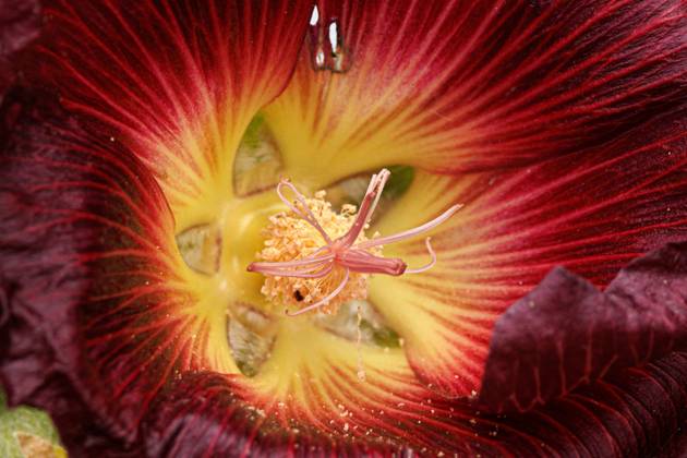 hollyhock, Stock Rose, hollyhock, Stock Mallow, neck rose, Neck Rose, smut rose, Brand Rose Alcea rosea, althaea Rosea , purple, Macro shot Bluetendetail hollyhock Alcea rosea, althaea Rosea , Macro Shot of Flower BLWS675640 Copyright: xblickwinkel A.xHartlx